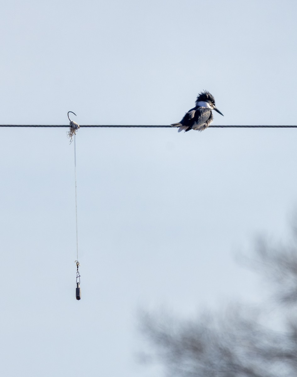 שלדג אמריקני - ML650386380