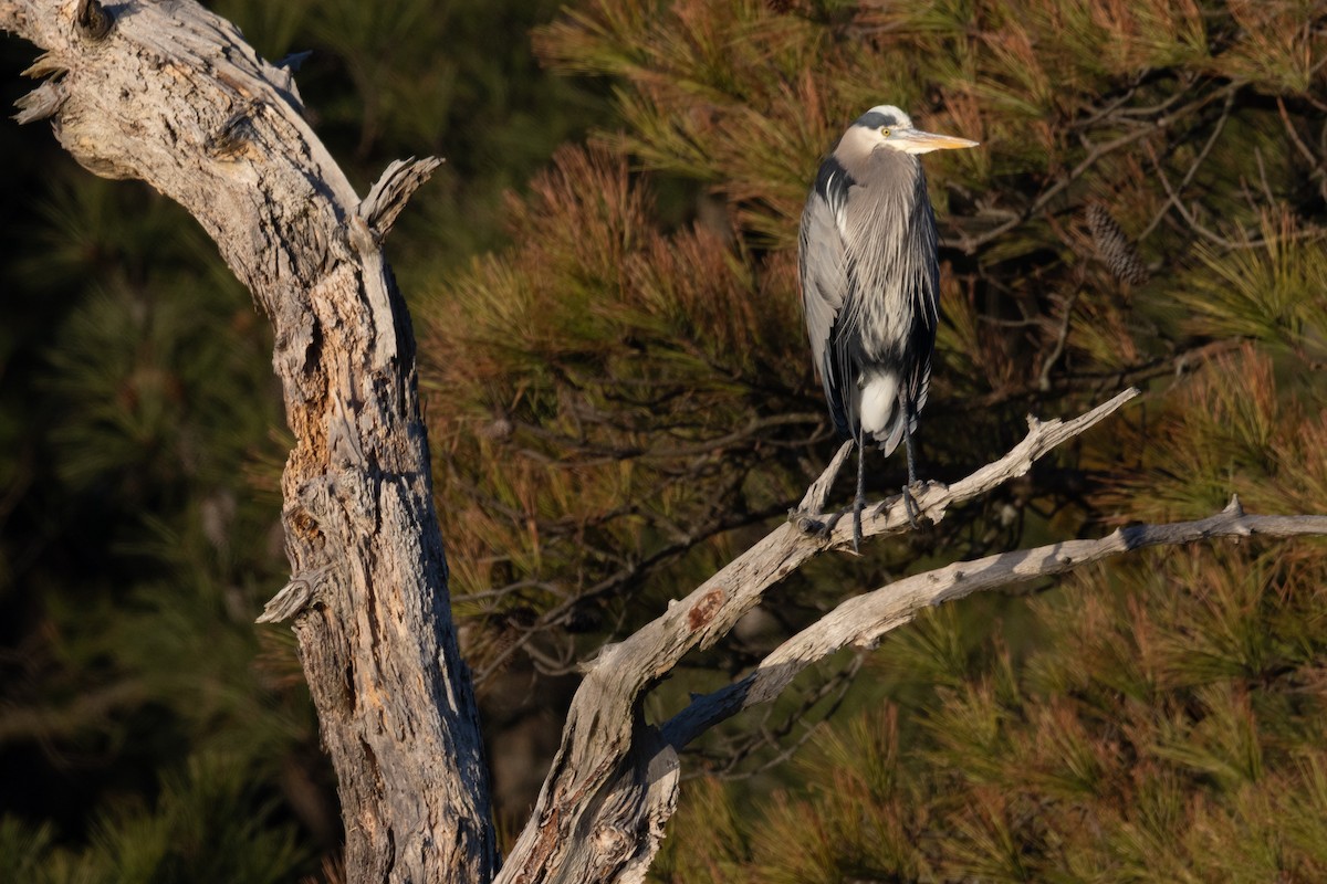 Большая голубая цапля - ML650386421