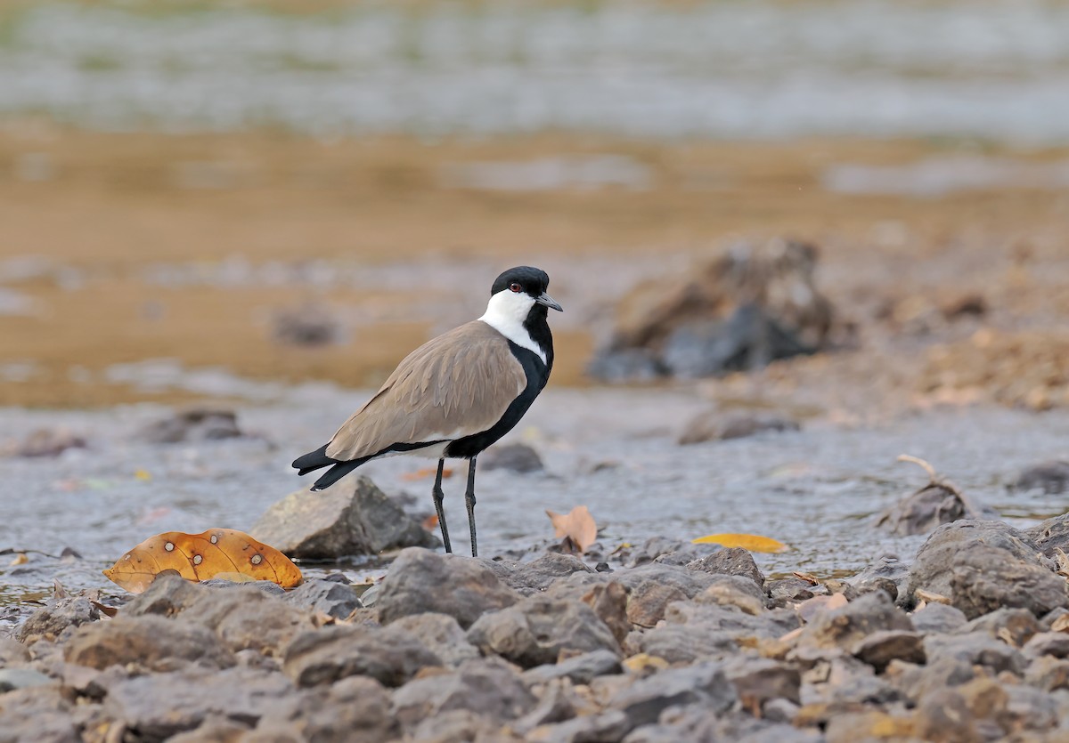 Pavoncella armata - ML650386511