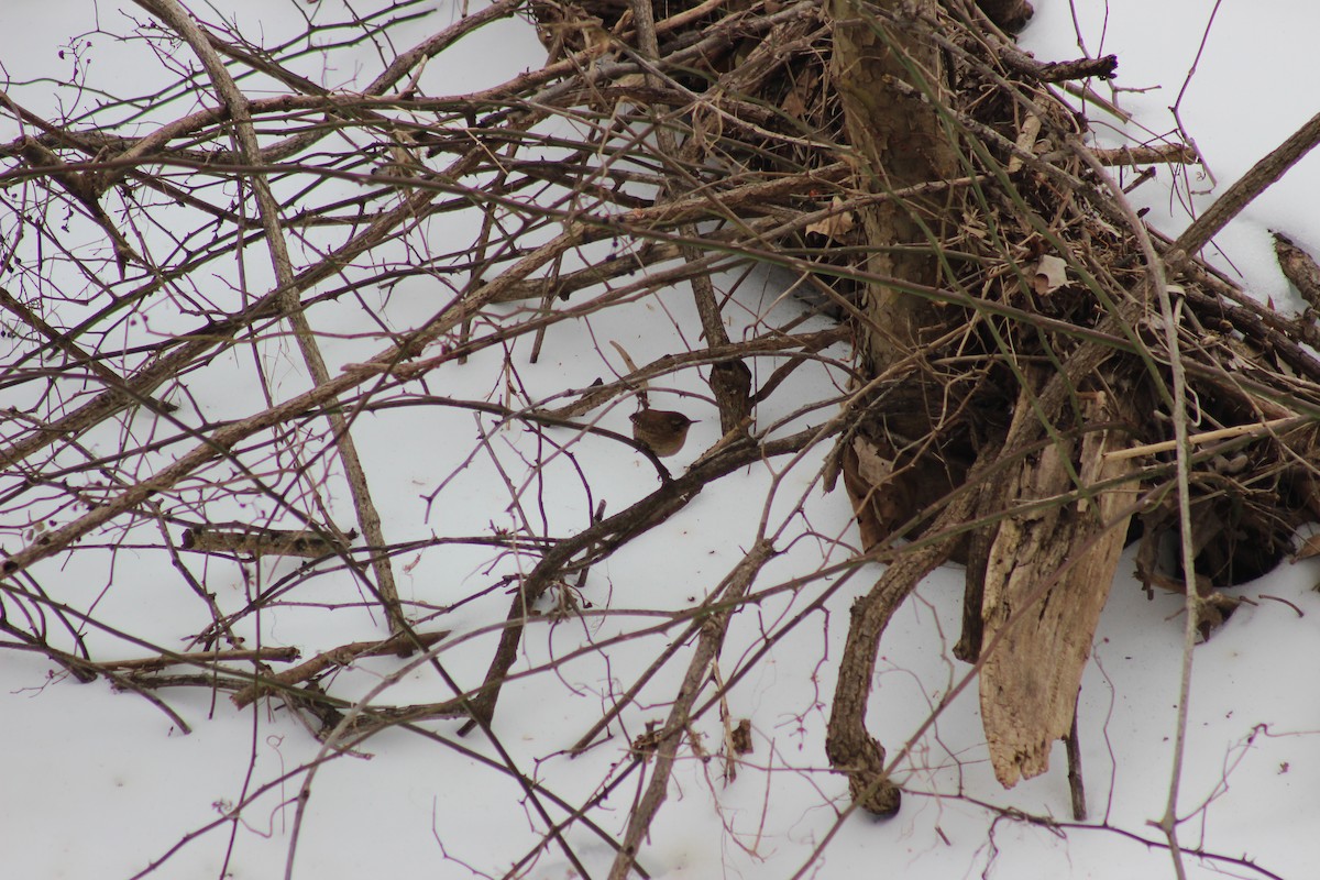 střízlík kanadský - ML650386535