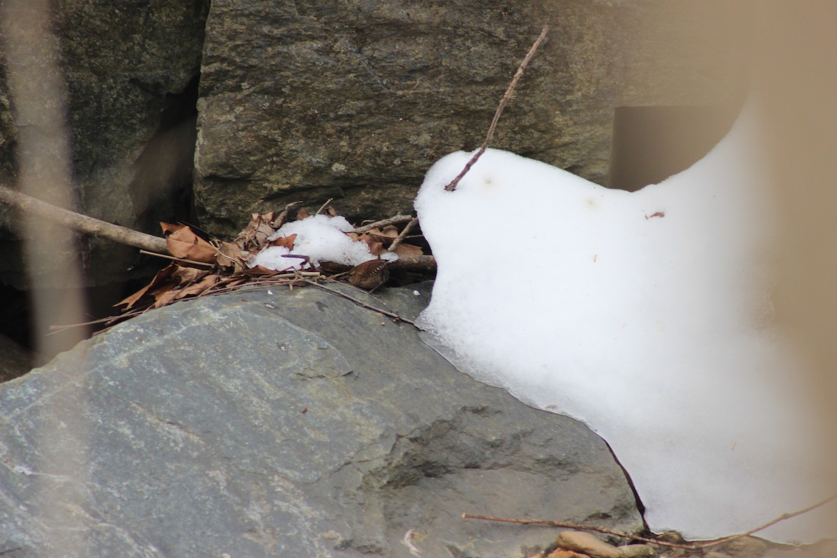 střízlík kanadský - ML650386552