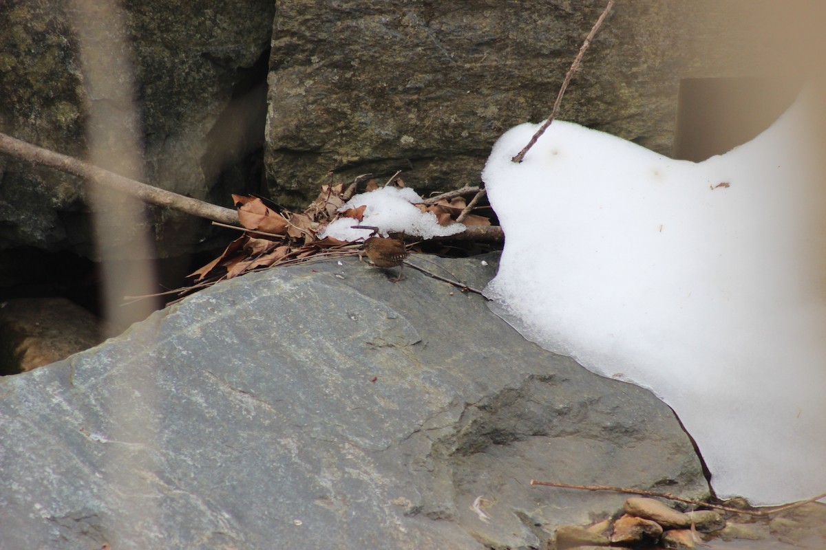 střízlík kanadský - ML650386553