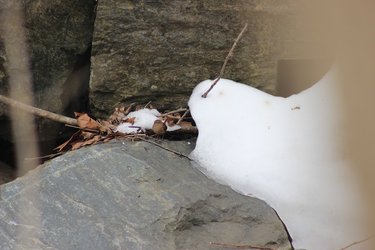 střízlík kanadský - ML650386554