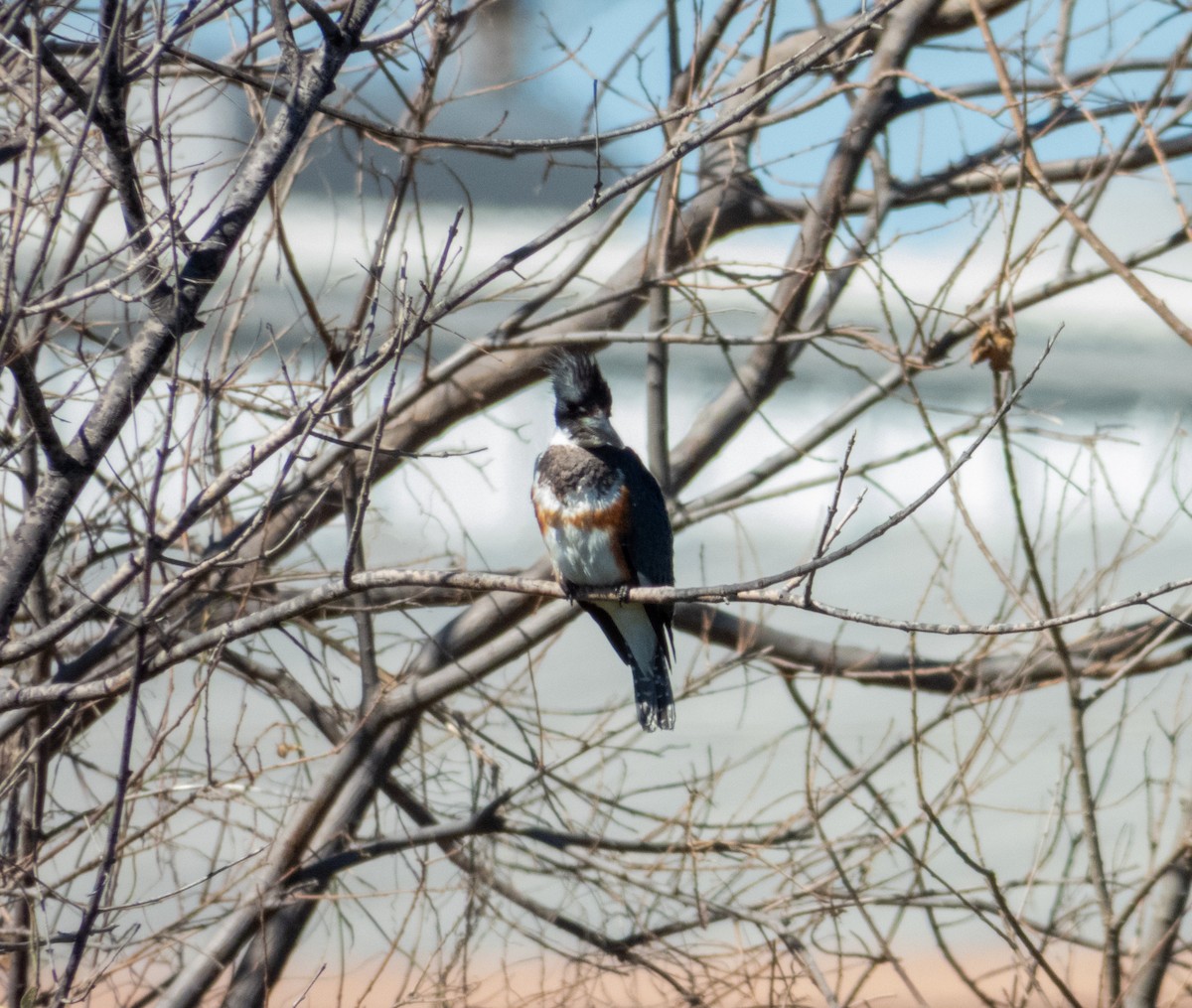 שלדג אמריקני - ML650386556