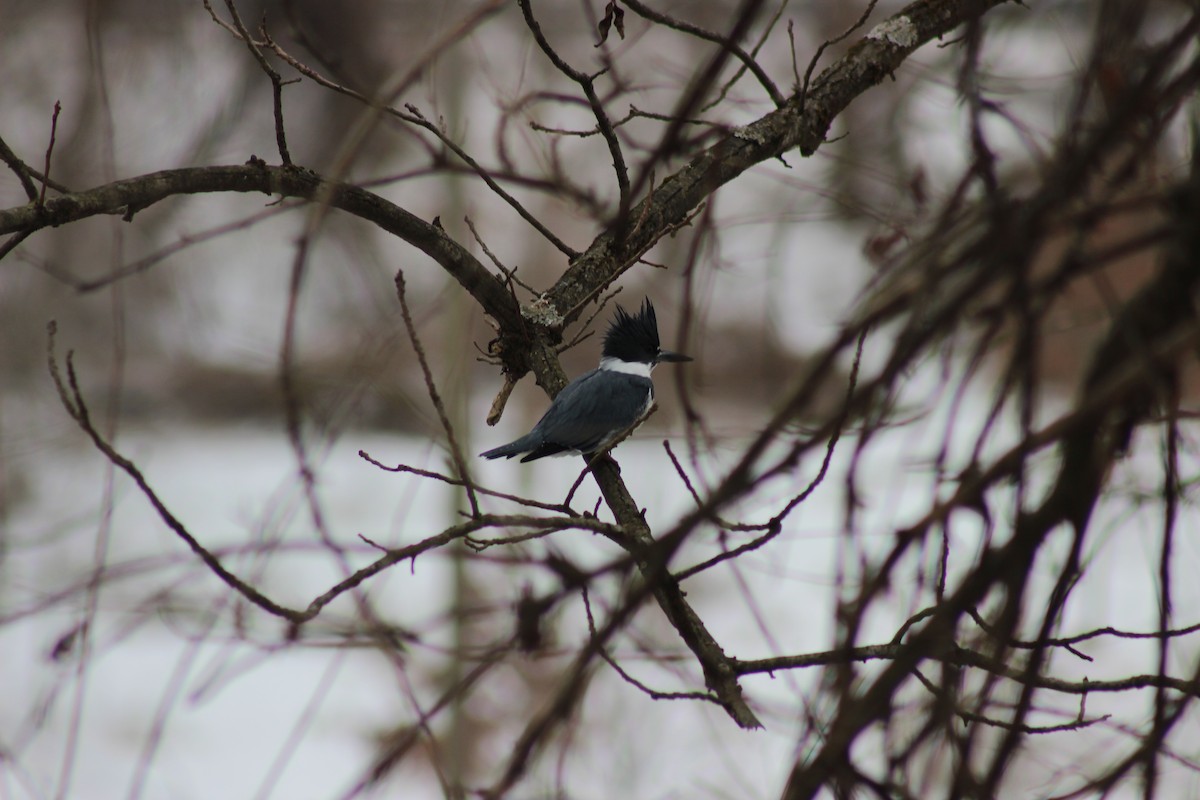 שלדג אמריקני - ML650386595