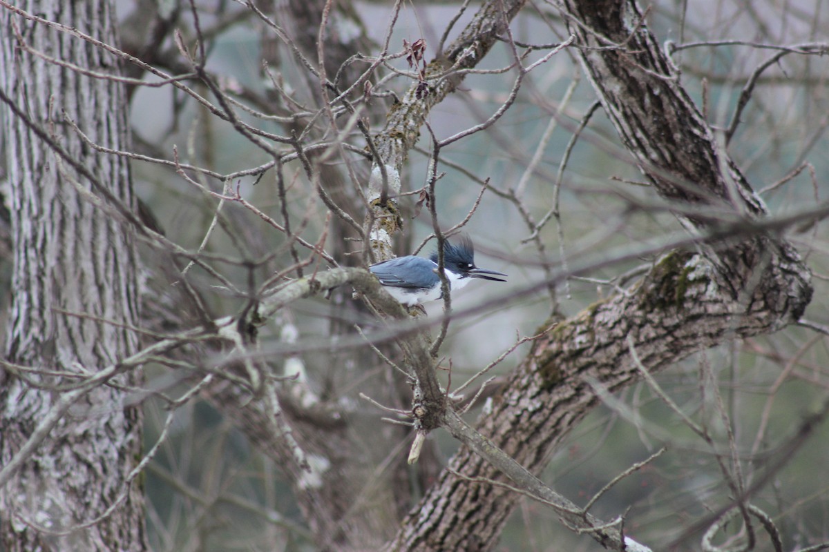 שלדג אמריקני - ML650386606