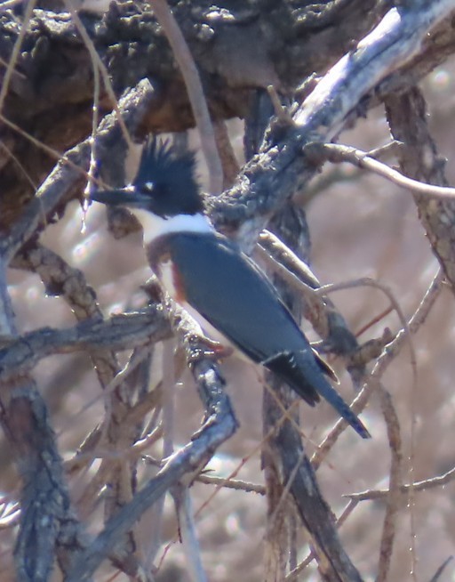 שלדג אמריקני - ML650386693