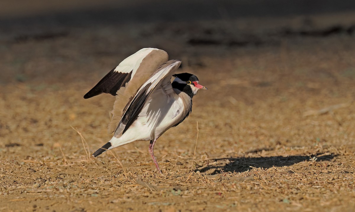 Black-headed Lapwing - ML650386942