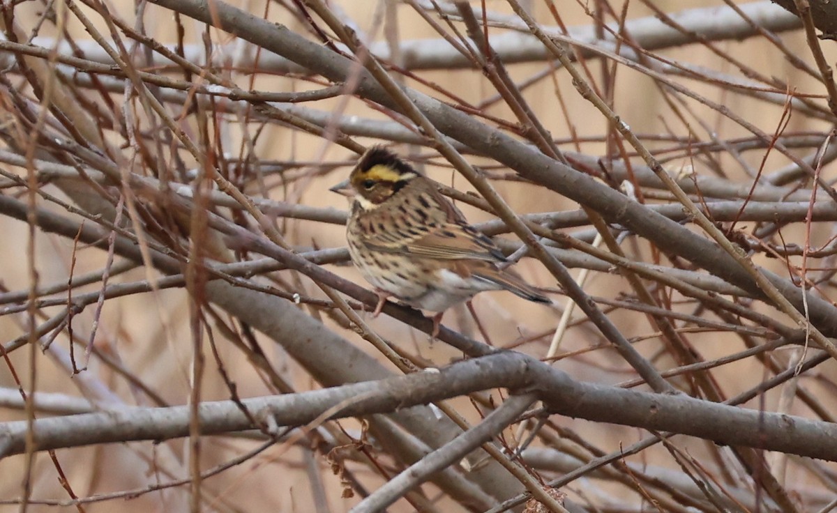 キマユホオジロ - ML650387006