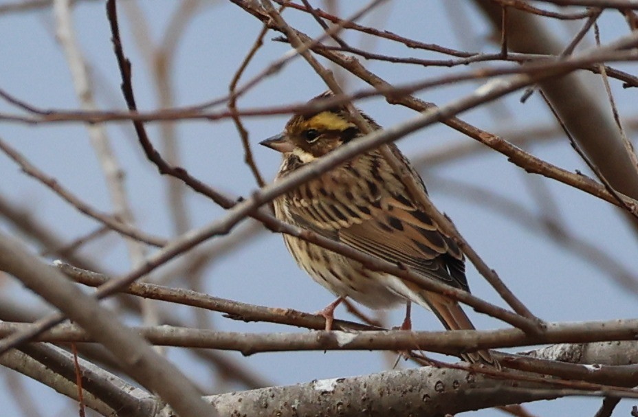 キマユホオジロ - ML650387007