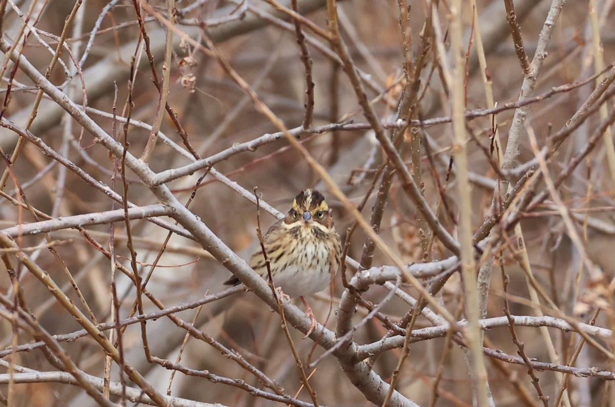 キマユホオジロ - ML650387008