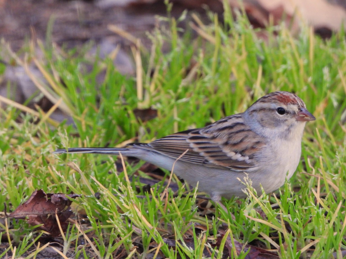 Chingolo Cejiblanco - ML650387012
