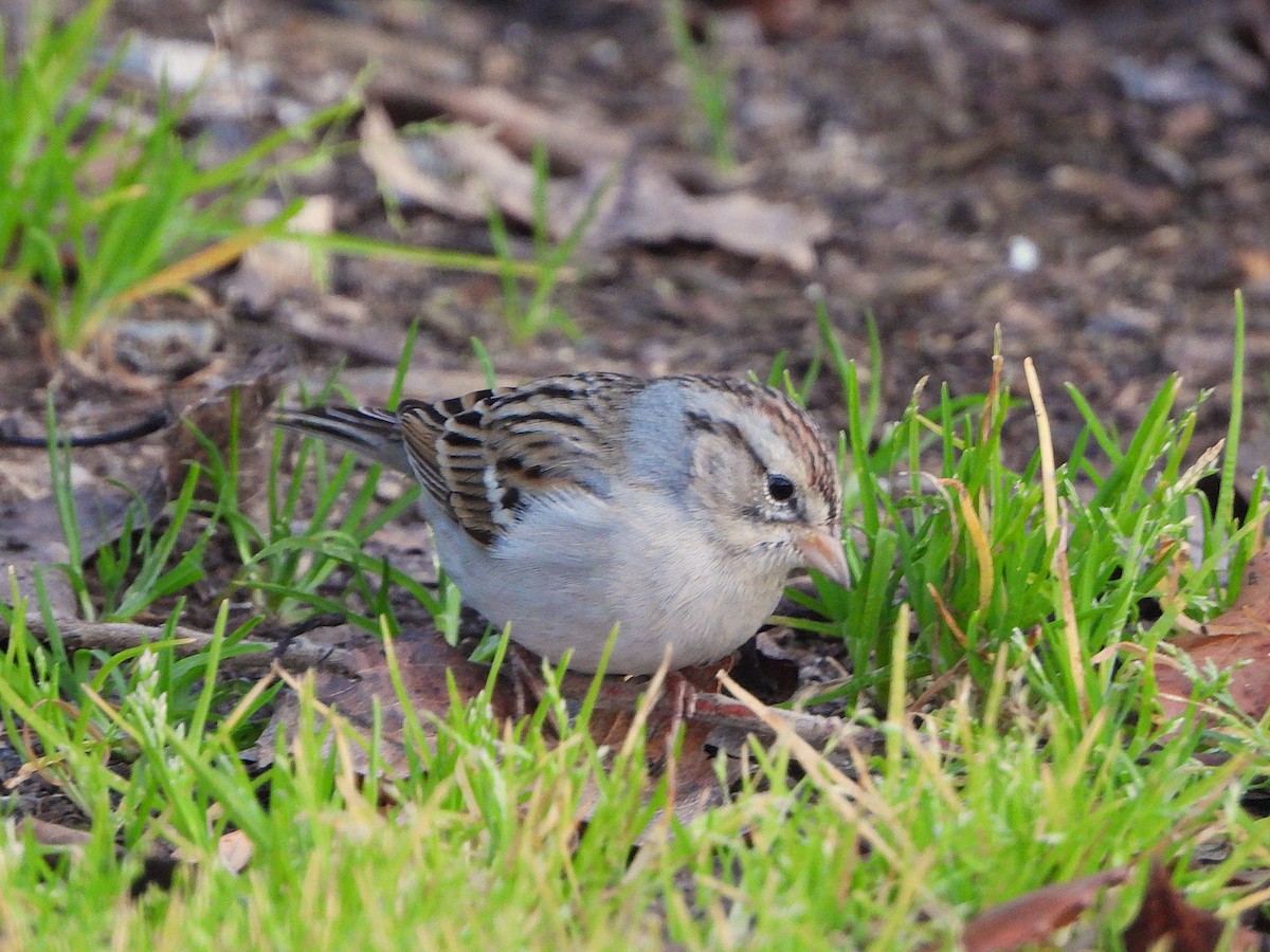 Chingolo Cejiblanco - ML650387013