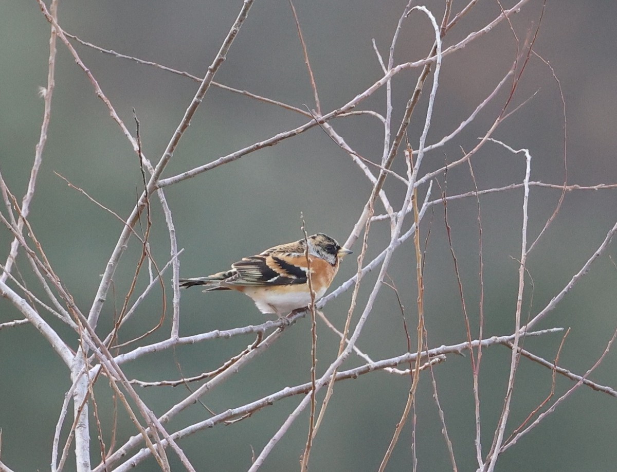 アトリ - ML650387029