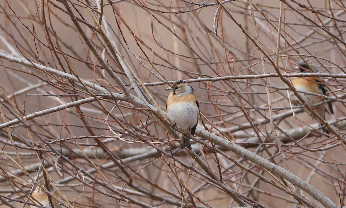 アトリ - ML650387030