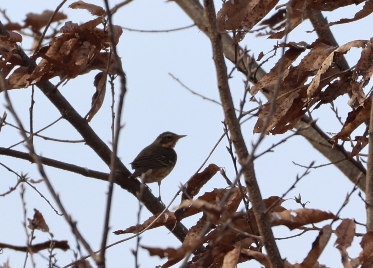 ビンズイ - ML650387046