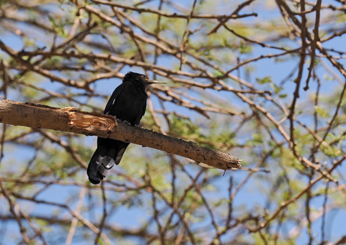 Black Scimitarbill - ML650387107