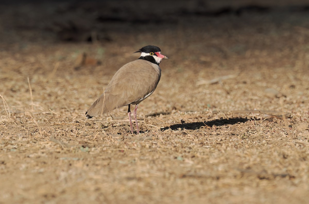 Black-headed Lapwing - ML650387230