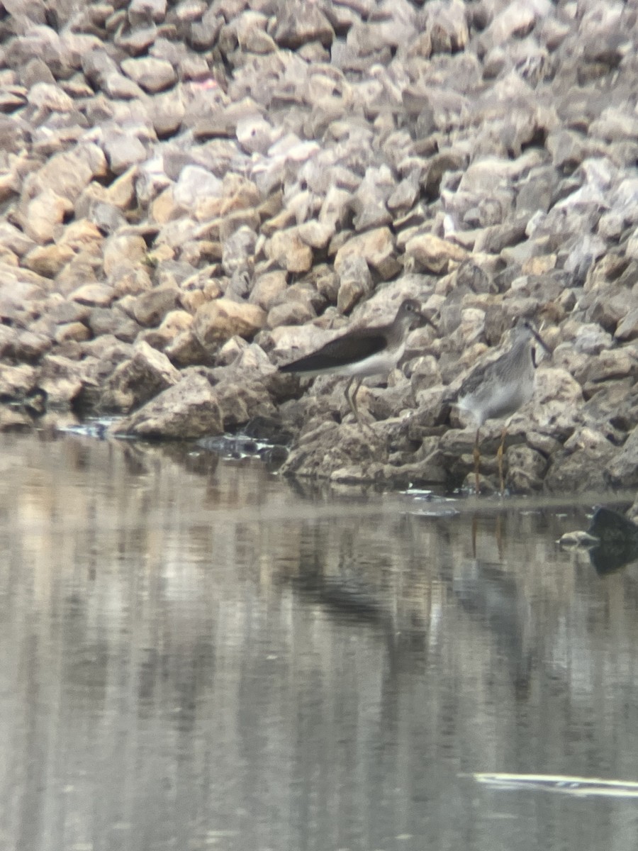 Einsiedelwasserläufer - ML650387247