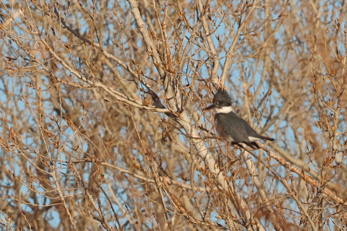 שלדג אמריקני - ML650387333
