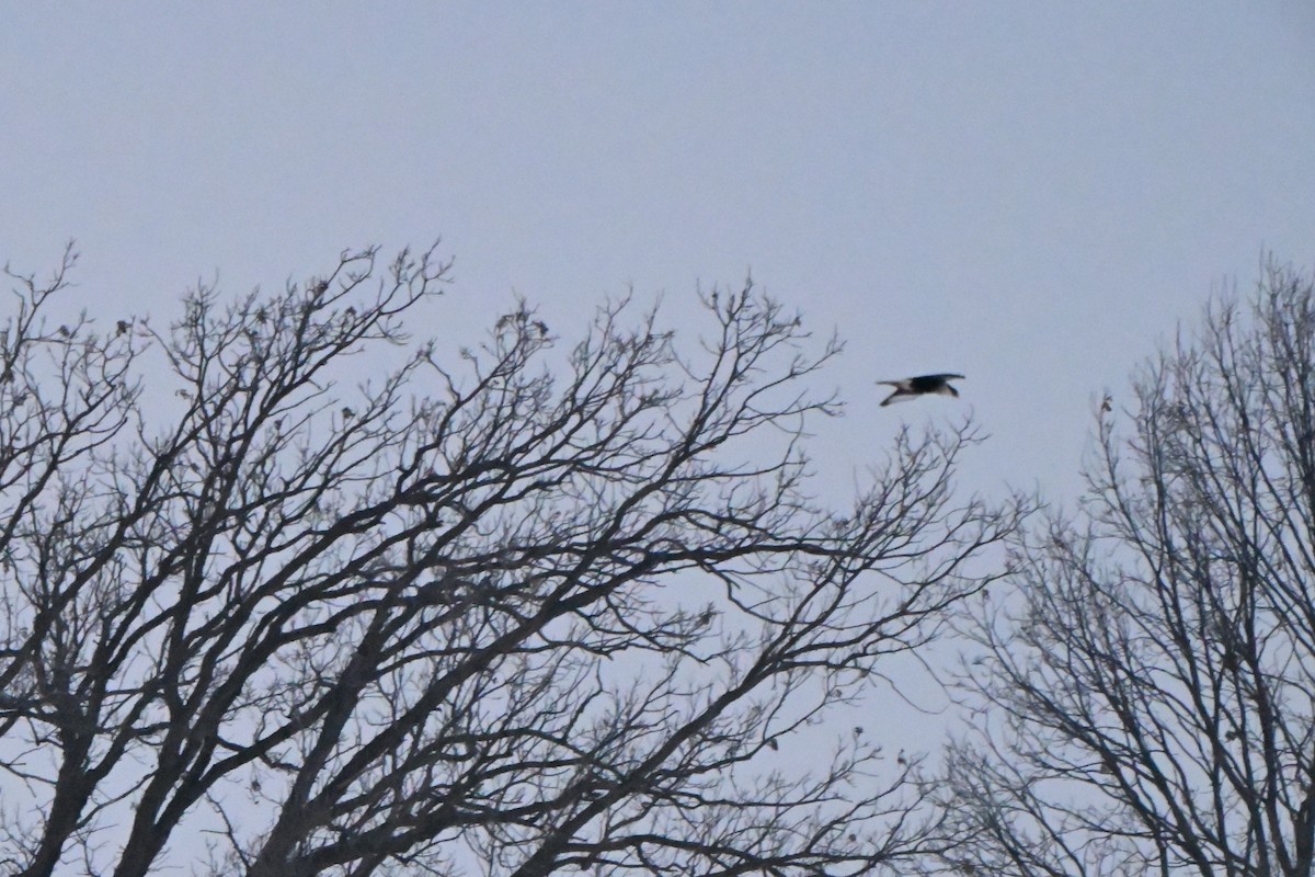 Crested Caracara (Northern) - ML650387373