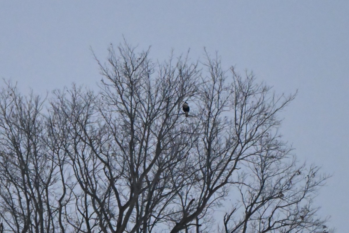Crested Caracara (Northern) - ML650387374