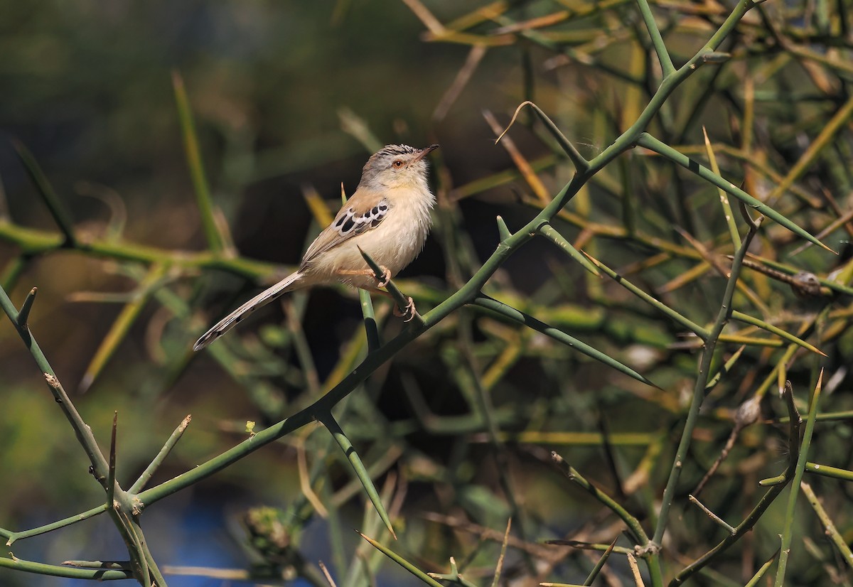 Cricket Longtail - ML650387379