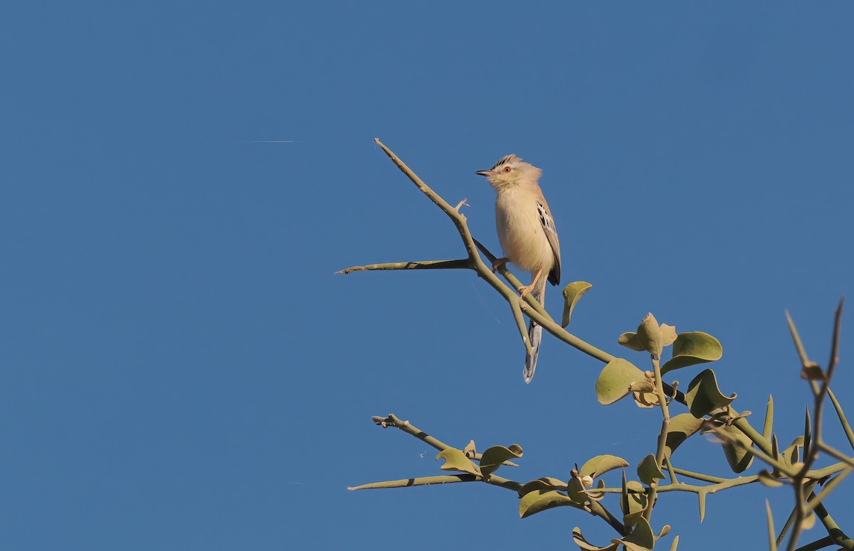 Cricket Longtail - ML650387428