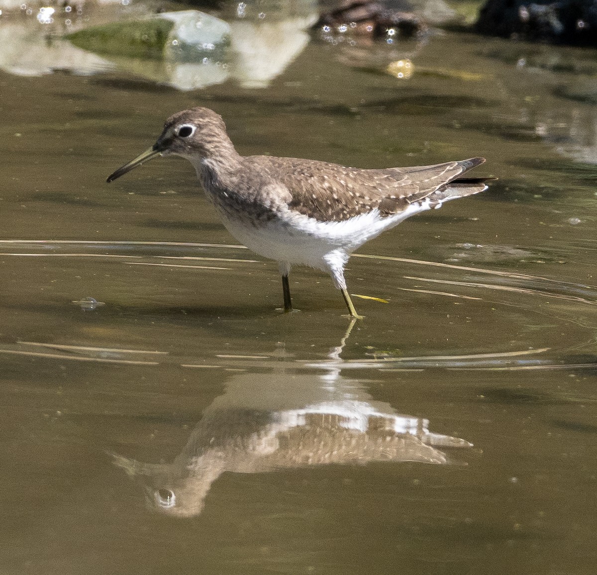 Einsiedelwasserläufer - ML650387480