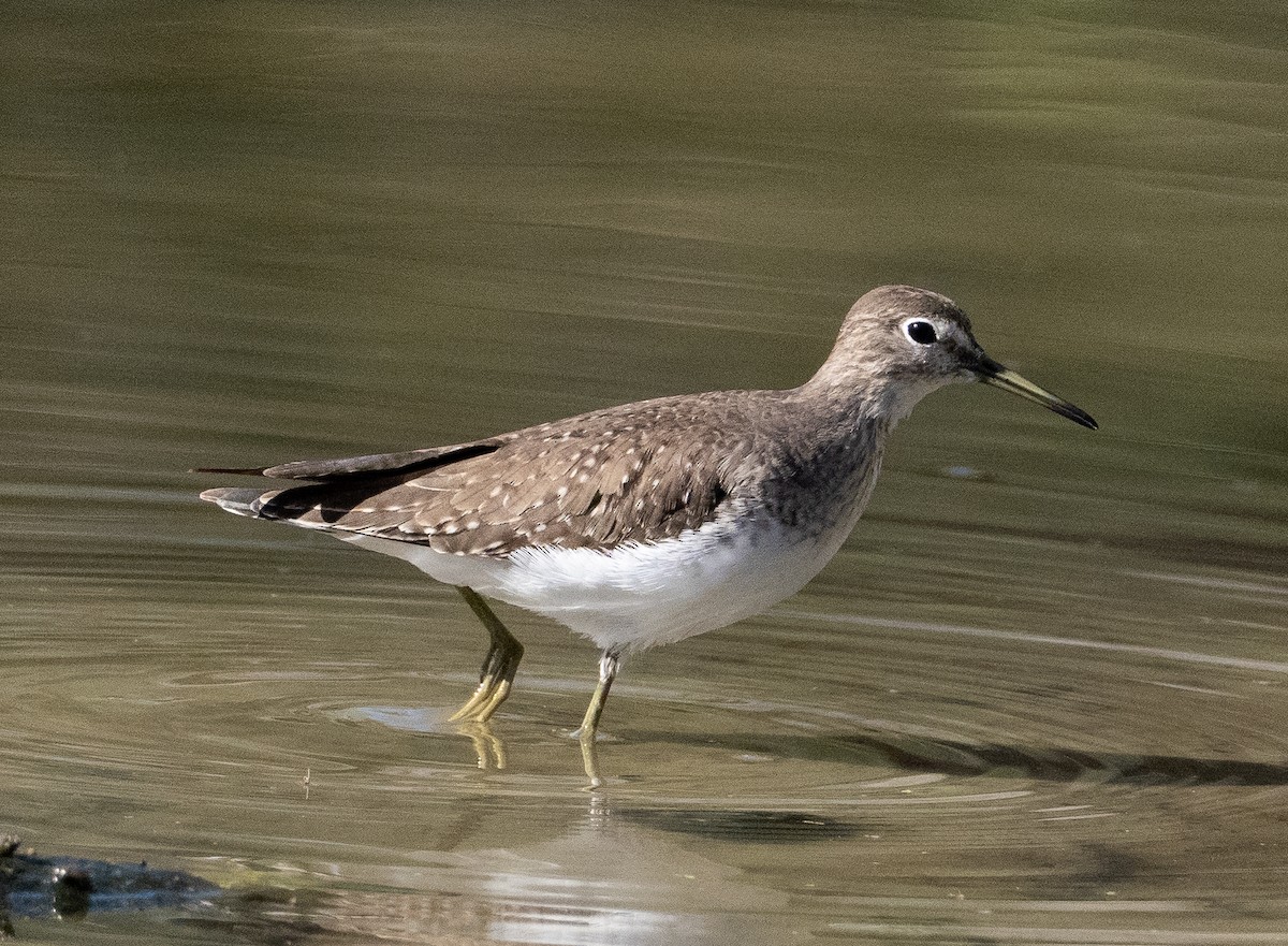 Einsiedelwasserläufer - ML650387492