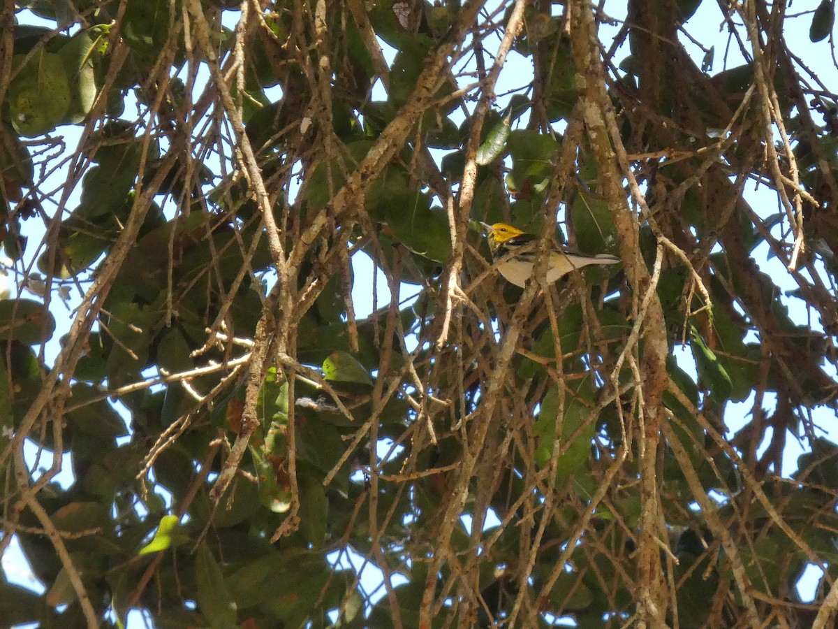 Reinita Dorsiverde - ML650387542