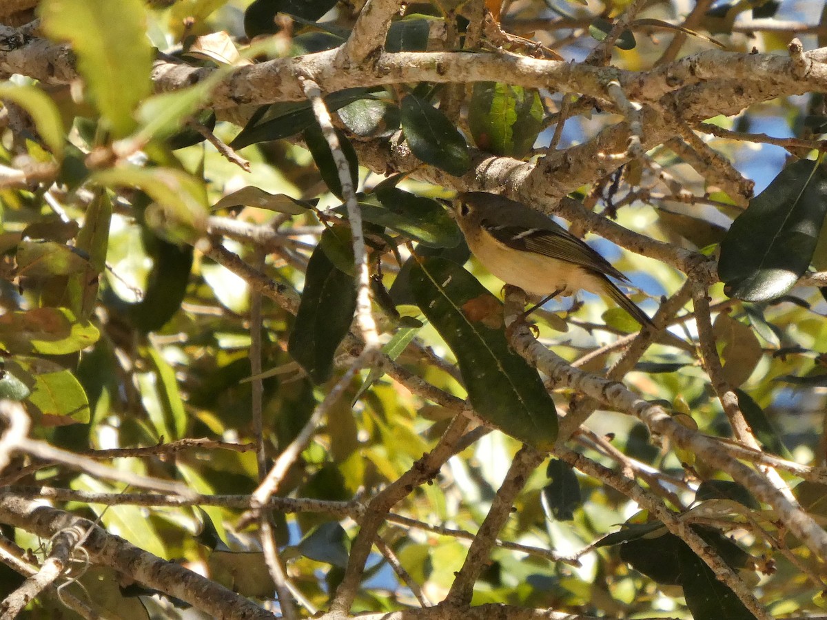 Reyezuelo Rubí - ML650387575