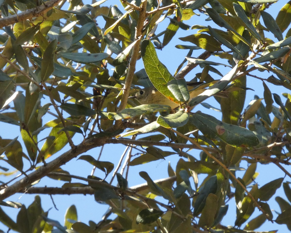 Reyezuelo Rubí - ML650387576