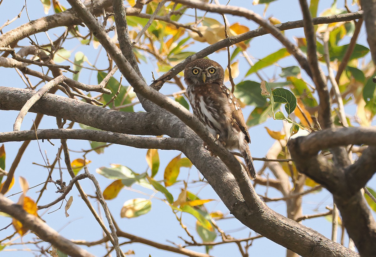 Pearl-spotted Owlet - ML650387589