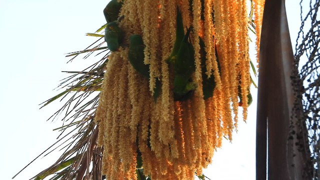 Лорікет зеленоголовий - ML650387601