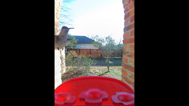 Black-chinned Hummingbird - ML650387609