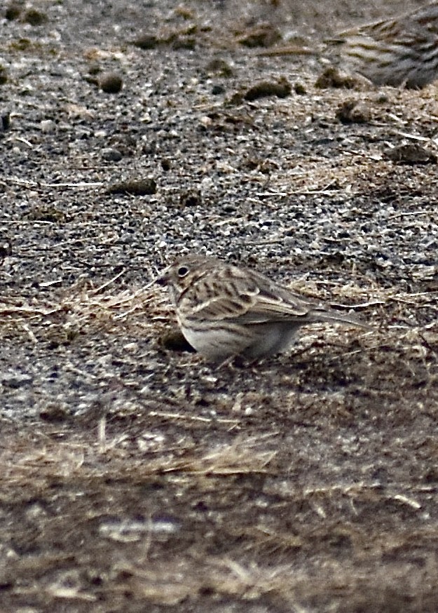 Пасовник польовий - ML650387851