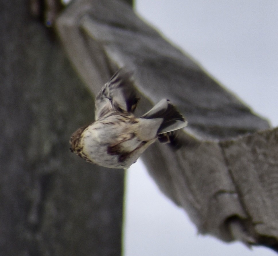 Пасовник польовий - ML650387852