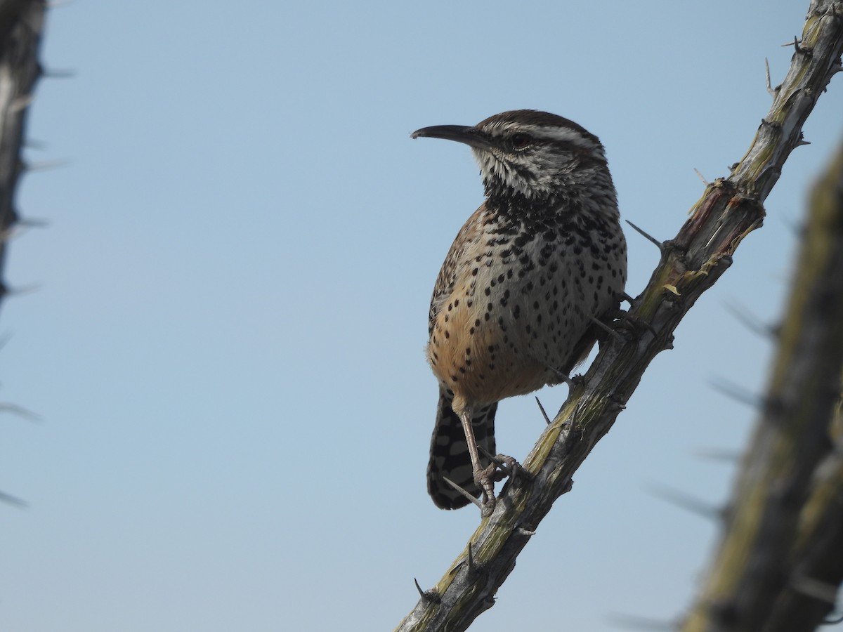Troglodyte des cactus - ML650387949