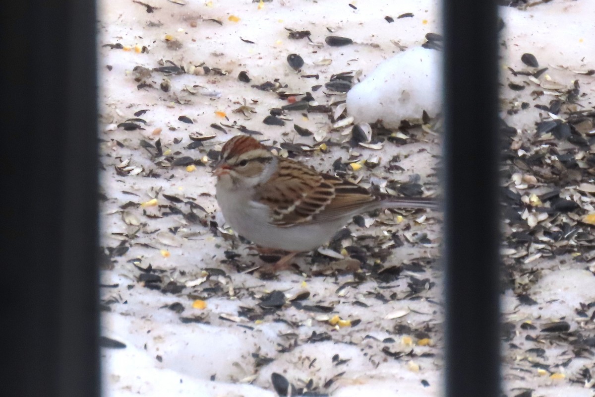 Chingolo Cejiblanco - ML650387950