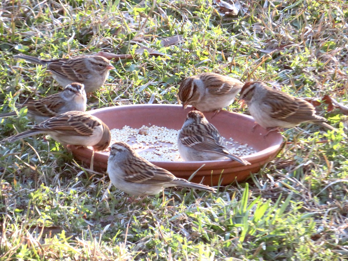Chingolo Cejiblanco - ML650388016