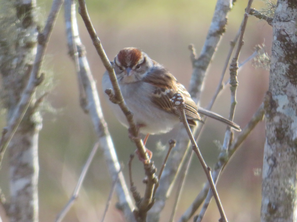 Chingolo Cejiblanco - ML650388017