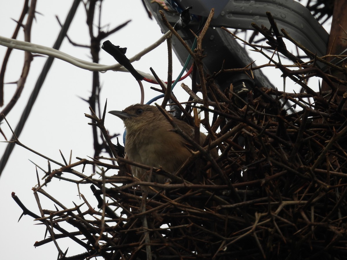 Plain Thornbird - ML650388082