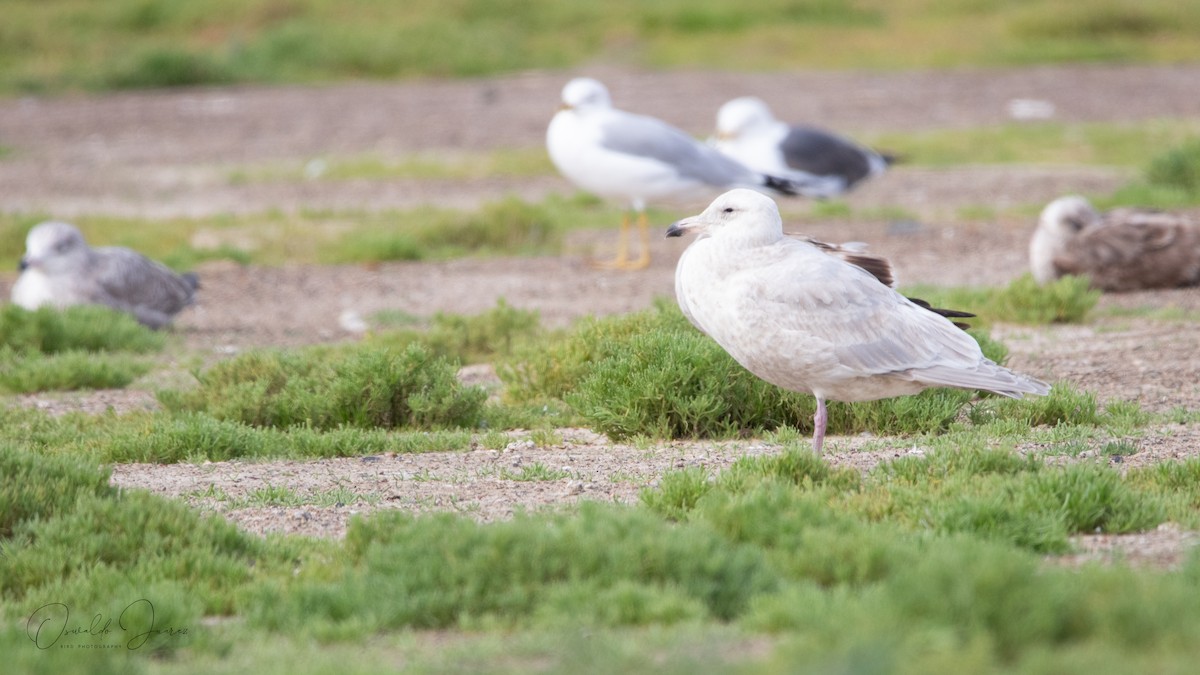 gull sp. - ML650388114