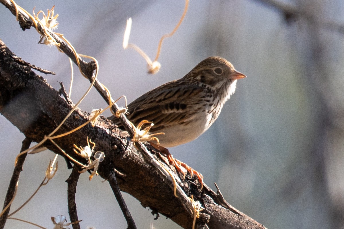Пасовник польовий - ML650388166