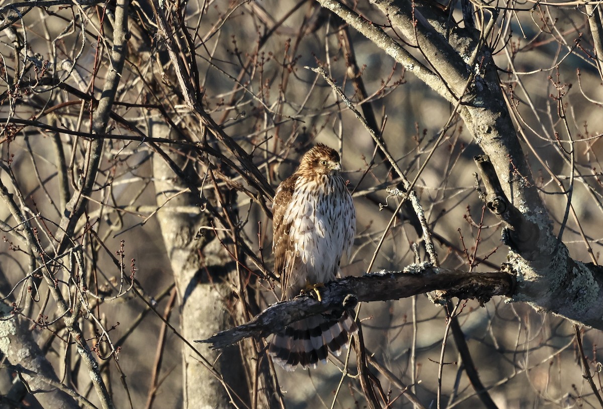 Cooper's Hawk - ML650388195