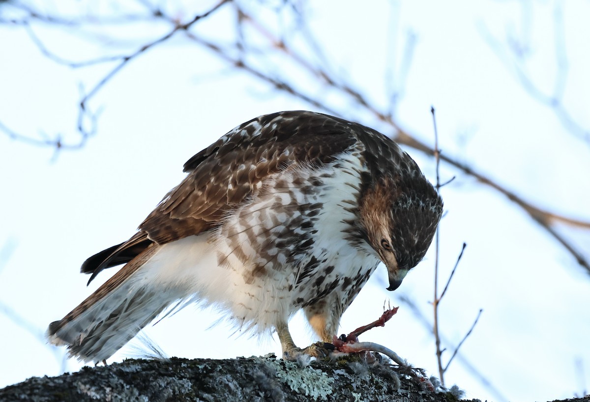 Red-tailed Hawk - ML650388239