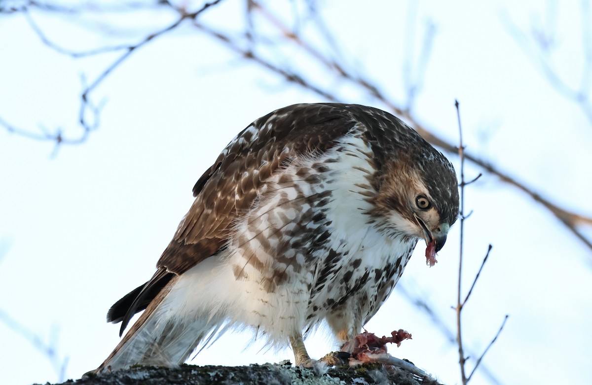 Red-tailed Hawk - ML650388280