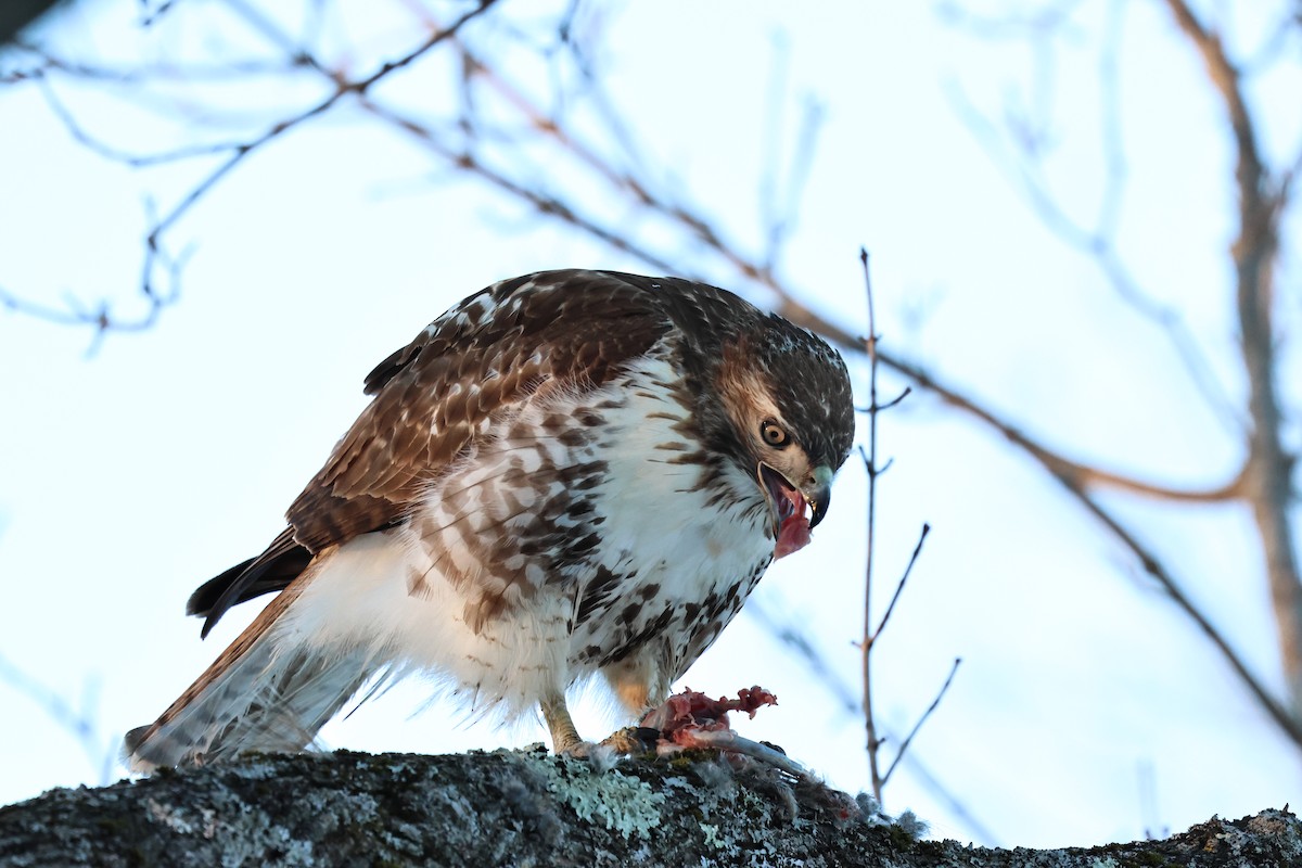 Red-tailed Hawk - ML650388301