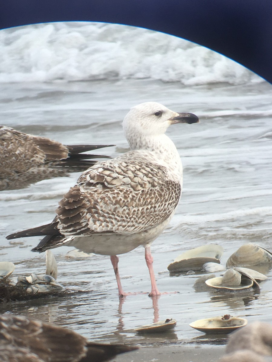 gull sp. - ML650388304